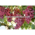 2013 chinese fresh red grape/red global grapes/best fresh red grapes for sale